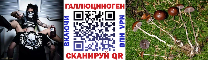 Псилоцибиновые грибы Psilocybe  мориарти состав  Цоци-Юрт 